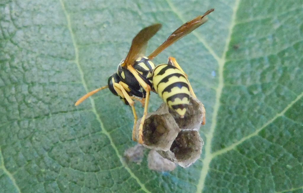 Polistes dominulus in costruzione nido?